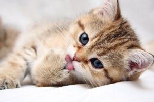 Fun Cat Facts,amazing facts,cats