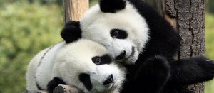 Fun Facts about Pandas which you didn't know.