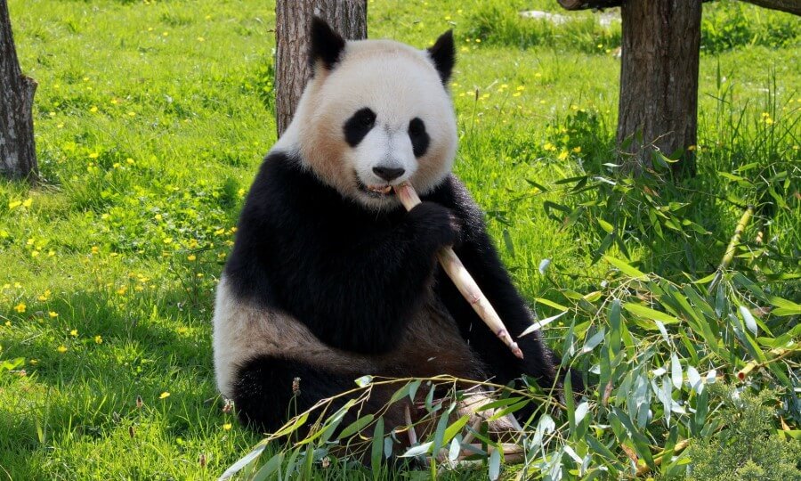 Amazing facts about Panda animals