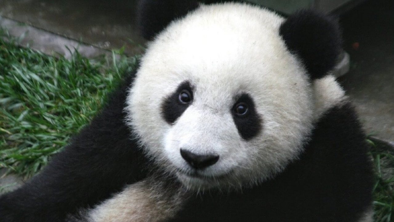20 Interesting Giant Panda Facts | Fun Facts About