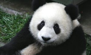 Interesting facts about Pandas