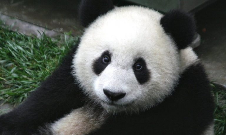20 Interesting Giant Panda Facts Fun Facts About 20 Interesting Giant Panda Facts Fun Facts About