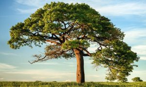 Interesting facts about plants and trees